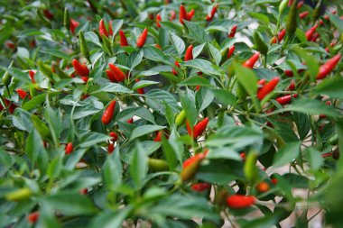 Siyah bir kabın içinde büyüyen canlı bir kuş gözü biber bitkisinin (Tayland biberi) detaylı görüntüsü. Resim, sayısız küçük yaprakla dolu yoğun bir yeşil yaprak çalılığını gösteriyor..