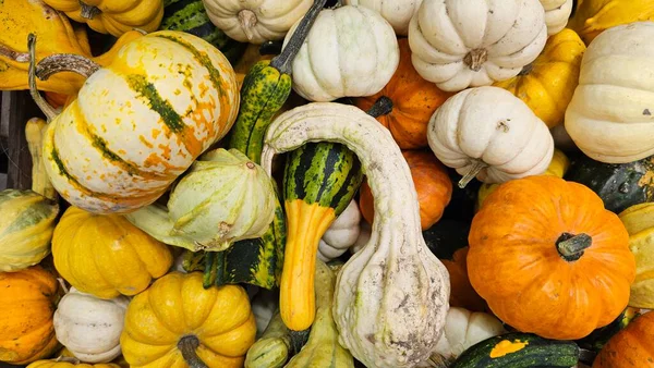 Cadılar Bayramı ve Mevsimlik Dekorasyon İçin Çeşitli Cadılar Bayramı Balkabakları