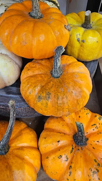 Cadılar Bayramı ve Mevsimlik Dekorasyon İçin Çeşitli Cadılar Bayramı Balkabakları