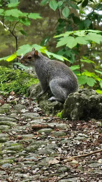 Sincap Yiyen Meşe Palamudu, Doğal Yaşam Alanında Vahşi Yaşam