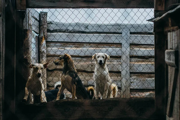 Flera Hundar Skyddsrummet — Stockfoto