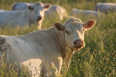 Altın saat boyunca uzun otların üzerinde duran beyaz bir inek sakin bir merakla kameraya bakıyor. Diğer sığırlar arka planda dikkatsizce otluyor..