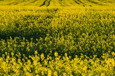 Kanola çayırı ufka doğru uzanır, çiçekleri ılık akşam ışığı altında parlak sarı renkte parlar. Resim renkleri, dokuyu ve ekilen satırların ritmini ön plana çıkarır. Tarım güzelliğinin güçlü bir temsili.