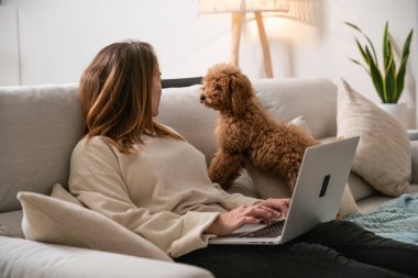 Şirin bir fino köpeği ilgi ararken bir kadın dizüstü bilgisayara odaklanıyor.