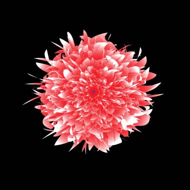 Siyah arka planda pembe kasımpatı çiçekleri, izole edilmiş