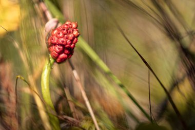 Calla (bataklık arumu, bataklık calla, vahşi calla, kızılderili pençesi, ve su-arum)