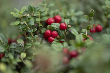Aşı vitis-idaea veya Lingonberry ve Cowberry