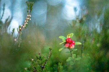 Aşı vitis-idaea veya Lingonberry ve Cowberry