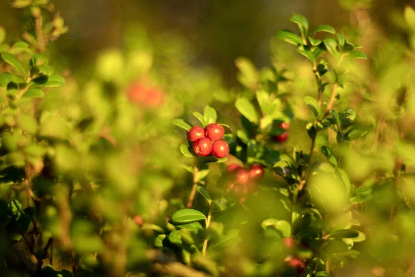 Vaccinium Vitis Idaea Lingonberry Cowberry — Foto de Stock