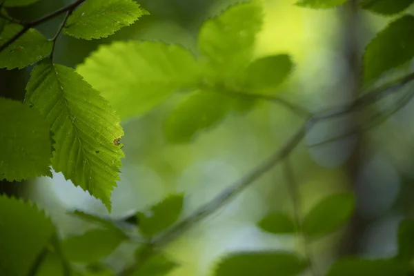 Antecedentes Árbol Bosque Día Soleado — Foto de Stock