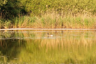 Yedek Naturelle Tangs de Hollande. Yvelines, Fransa