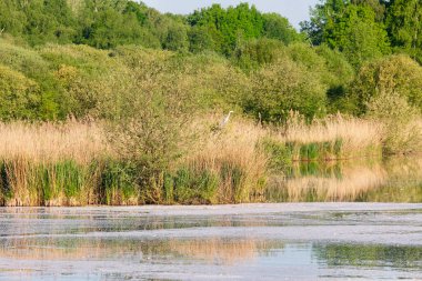 Yedek Naturelle Tangs de Hollande. Yvelines, Fransa