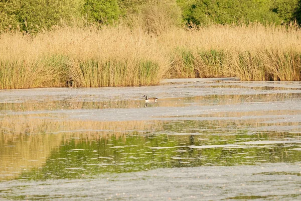 Yedek Naturelle Tangs de Hollande. Yvelines, Fransa
