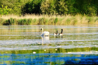Yedek Naturelle Tangs de Hollande. Yvelines, Fransa