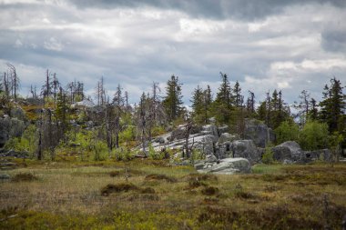 Yazın bulutlu gökyüzünün altında uçsuz bucaksız kozalaklı orman.