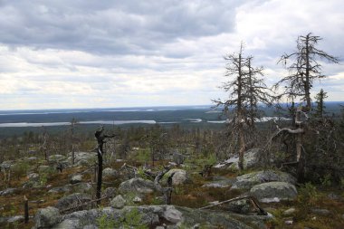 Yazın bulutlu gökyüzünün altında uçsuz bucaksız kozalaklı orman.