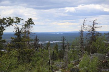 Yazın bulutlu gökyüzünün altında uçsuz bucaksız kozalaklı orman.