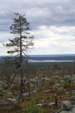 Yazın bulutlu gökyüzünün altında uçsuz bucaksız kozalaklı orman.