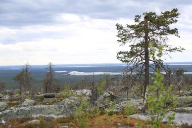 Yazın bulutlu gökyüzünün altında uçsuz bucaksız kozalaklı orman.