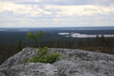Yazın bulutlu gökyüzünün altında uçsuz bucaksız kozalaklı orman.