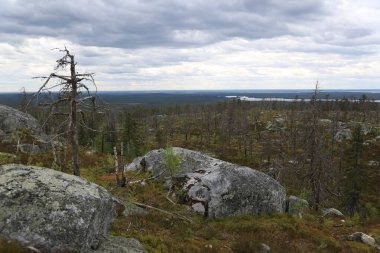 Yazın bulutlu gökyüzünün altında uçsuz bucaksız kozalaklı orman.