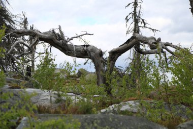Yazın bulutlu gökyüzünün altında uçsuz bucaksız kozalaklı orman.