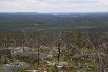 Yazın bulutlu gökyüzünün altında uçsuz bucaksız kozalaklı orman.