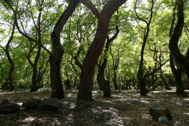 Yunanistan 'ın Achaia kentindeki ünlü alabalık çiftliklerinin yakınlarındaki Planitero köyündeki yoğun çınar (platanus) ormanı