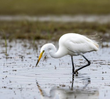 Akbalıkçıllar küçük, orta ve uzun boyunlu ve bacaklı büyük su kuşlarıdır. Sık sık sularda dolaşırken, uzun, sivri gagalarıyla yerdeki küçük su hayvanlarıyla veya böceklerle beslendikleri görülür.
