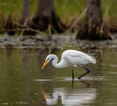 Akbalıkçıllar küçük, orta ve uzun boyunlu ve bacaklı büyük su kuşlarıdır. Sık sık sularda dolaşırken, uzun, sivri gagalarıyla yerdeki küçük su hayvanlarıyla veya böceklerle beslendikleri görülür.