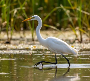 Akbalıkçıllar küçük, orta ve uzun boyunlu ve bacaklı büyük su kuşlarıdır. Sık sık sularda dolaşırken, uzun, sivri gagalarıyla yerdeki küçük su hayvanlarıyla veya böceklerle beslendikleri görülür.