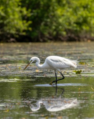 Akbalıkçıllar küçük, orta ve uzun boyunlu ve bacaklı büyük su kuşlarıdır. Sık sık sularda dolaşırken, uzun, sivri gagalarıyla yerdeki küçük su hayvanlarıyla veya böceklerle beslendikleri görülür.