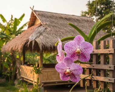Vanda orkideleri, Tayland 'da bahçe dekorasyonu veya kafe olarak ekilen başka bir türdür..