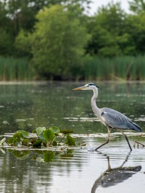 Akbalıkçıllar küçük, orta ve uzun boyunlu ve bacaklı büyük su kuşlarıdır. Sık sık sularda dolaşırken, uzun, sivri gagalarıyla yerdeki küçük su hayvanlarıyla veya böceklerle beslendikleri görülür.