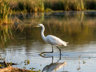 Akbalıkçıllar küçük, orta ve uzun boyunlu ve bacaklı büyük su kuşlarıdır. Sık sık sularda dolaşırken, uzun, sivri gagalarıyla yerdeki küçük su hayvanlarıyla veya böceklerle beslendikleri görülür.