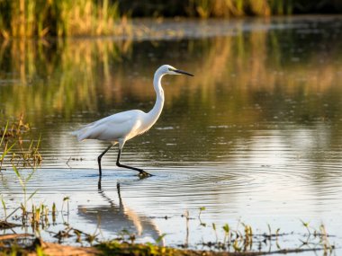 Akbalıkçıllar küçük, orta ve uzun boyunlu ve bacaklı büyük su kuşlarıdır. Sık sık sularda dolaşırken, uzun, sivri gagalarıyla yerdeki küçük su hayvanlarıyla veya böceklerle beslendikleri görülür.