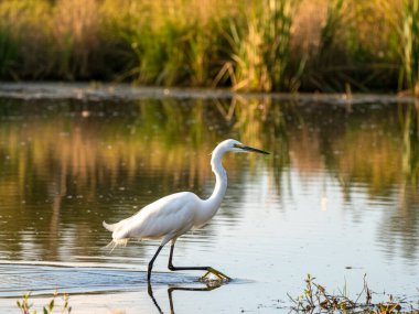 Akbalıkçıllar küçük, orta ve uzun boyunlu ve bacaklı büyük su kuşlarıdır. Sık sık sularda dolaşırken, uzun, sivri gagalarıyla yerdeki küçük su hayvanlarıyla veya böceklerle beslendikleri görülür.