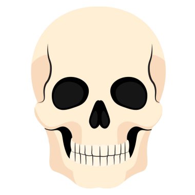 Beyaz arkaplanda insan kafatası