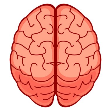 Beyin beyaz arkaplanda izole edildi