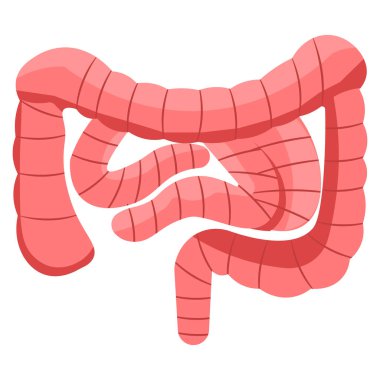 human stomach organ icon. outline illustration of human organ stomach vector icon for web