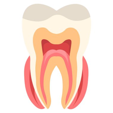 Diş vektörü çizimi. diş bakımı.