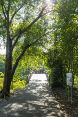 Parktaki göletin üzerindeki tahta köprü..