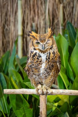 Avrasya Kartalı Baykuşu bir kütüğün üzerinde duruyor ve sol gözü kapalı..