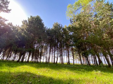 Parktaki yolda ağaçlar. Güzel yaz manzarası.