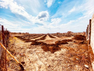 Bir pınarda ağaç dikmek.