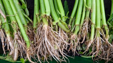 Süpermarkette satılık su ıspanağı (kangkung) sapları ve kökleri, izole edilmiş kara arka plan yığınını kapat.