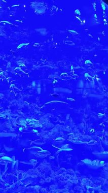 Loş ışıklı büyük bir akvaryumun içindeki ahenk, yumuşak mavi ışıkla aydınlatılmış kayalık, mercan süslemeli bir çevrede zarifçe gezinen deniz suyu balıklarından oluşan renkli bir okulu gözler önüne seriyor. Potrait Videosu