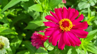 Güzel Kırmızı Zinnia Çiçeği arka planı. Bahçede çiçek açan zinya çiçeği. Yakın doğal görünüm, boşluğu kopyala.