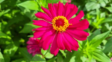 Güzel Kırmızı Zinnia Çiçeği arka planı. Bahçede çiçek açan zinya çiçeği. Yakın doğal görünüm, boşluğu kopyala.