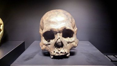 Masadaki arkeoloji müzesindeki tarih öncesi insan kafatası. Çenesiz fosil insan kafatasları, nesli tükenmiş medeniyetin eseri. Arkeoloji kavramı.